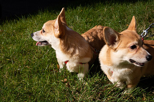 Wels corgi pembroke (10 foto / 10)