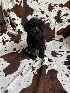 Toy poodle (3 foto / 3)