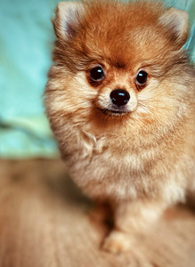 Pomeranian (3 foto / 3)