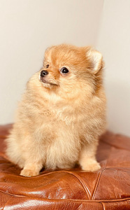 Pomeranian špic (1 foto / 3)
