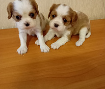 Kavaliera karaļa Čārlza spaniels