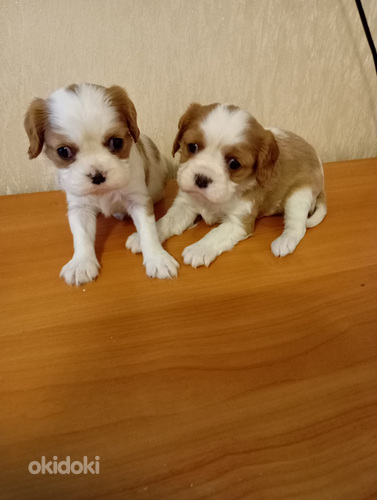 Kavaliera karaļa Čārlza spaniels