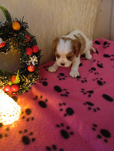 Кавалер Кинг Чарльз Спаниель (4 фото из 5)