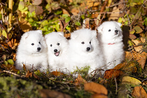 Kucēni (1 foto no 10)