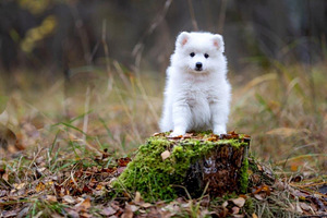 Kucēni (9 foto no 10)