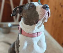 Xl bully 7kk