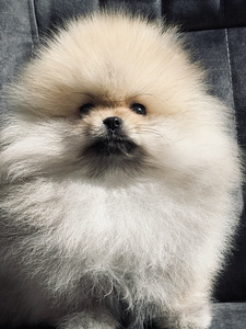 Mini poiss pomeranian spits, FCI