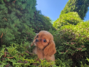 Kavaler King Charls spaniel (1 foto / 4)