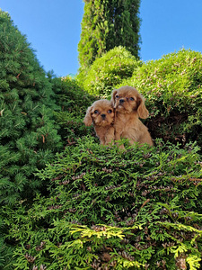 Kavaler King Charls spaniel (2 foto / 4)