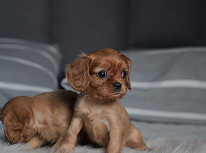Cavalier King Charles Spaniel (5 foto / 6)