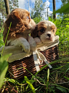 Cavalier King Charles spanjel (8 foto / 10)