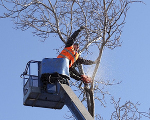 Puude mahavõtmine ja lõikamine Kändude freesimine Arborist (3 foto / 3)