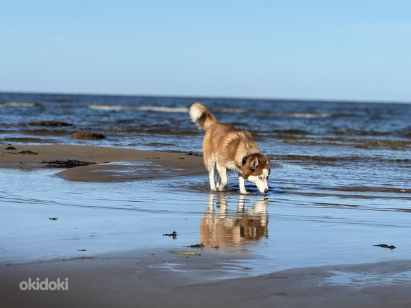 Siberi Husky tüdruk 2 aastane