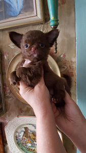 Ilusad chihuahua beebid (1 foto / 5)