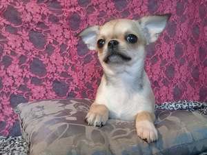 Chihuahua poiss ja tüdruk. 5 kuud (5 foto / 5)