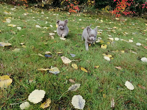 Chihuhua sinine color (4 foto / 5)