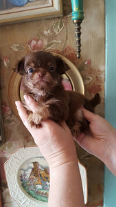 Сhihuahua-resev! (2 foto / 10)