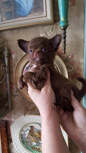 Сhihuahua-resev! (8 foto / 10)
