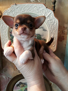 Сhihuahua-resev! (9 foto / 10)