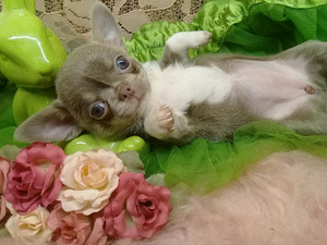 Haruldaste värvidega chihuahua beebid (6 foto / 10)