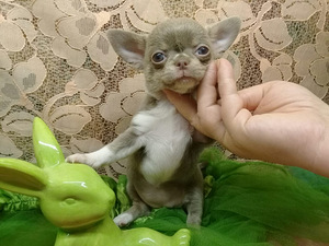 Haruldaste värvidega chihuahua beebid (7 foto / 10)