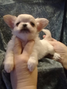 Chihuahua pois (1 foto / 2)