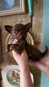 Chihuahua beebid (6 foto / 10)