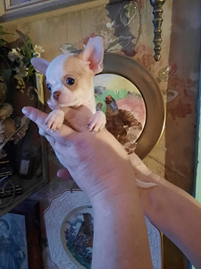 Chihuahua tüdrukud (5 foto / 10)