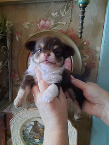 Chihuahua tüdrukud (4 foto / 10)
