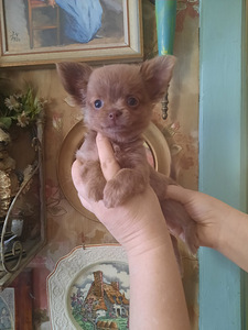 Chihuahua tüdrukud (1 foto / 10)