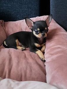 ILUS BEEBI CHIHUAHUA (2 foto / 3)