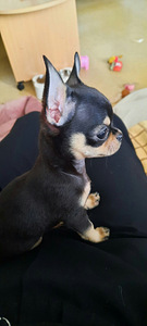 ILUS BEEBI CHIHUAHUA (3 foto / 3)