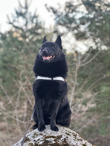 Ilus mees otsib schipperke pruuti paarituseks (4 foto / 8)