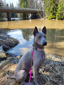 Myyn koiran. (2 valokuva sivusta 3)