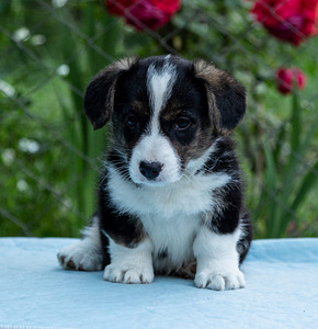 Kutsika Welsh Corgi kardigan (6 foto / 10)