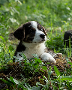 Kutsika Welsh Corgi kardigan (7 foto / 10)