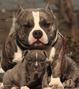 Kutsikad American Bully (1 foto / 7)