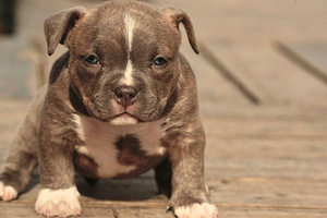 Kutsikad American Bully (6 foto / 7)