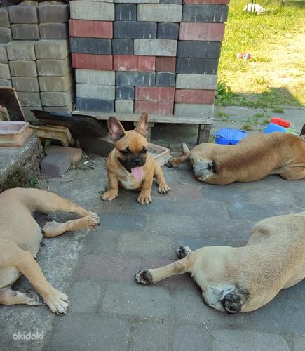 Продам щенка французского бульдога (фото #1)