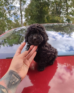 Sale poodles пудель. (3 foto / 7)