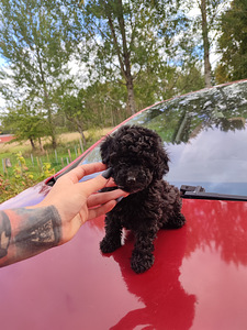 Sale poodles пудель. (7 foto / 7)