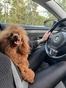 Toy/ kääbus poodle poiss (8 foto / 8)