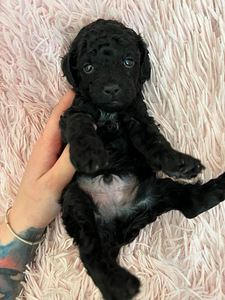 Toy/ kääbus poodle poiss (2 foto / 8)