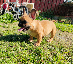 Prantsuse buldog (2 foto / 6)