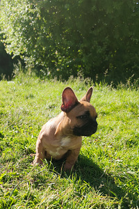 Prantsuse buldog (6 foto / 6)