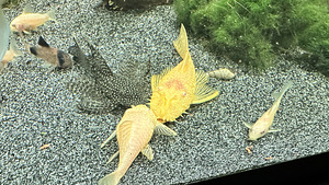 Ancustrus (4 foto / 6)