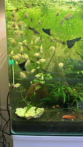 Minipapagoi plaatina (4 foto / 5)