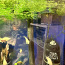 Aquael Pearl High akvaarium kõige vajalikuga + kapp (foto #4)