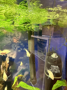 Aquael Pearl High akvaarium kõige vajalikuga + kapp (4 foto / 9)