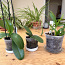 Разные орхидеи + кашпо + грунт + удобрение цена за всё (фото #2)